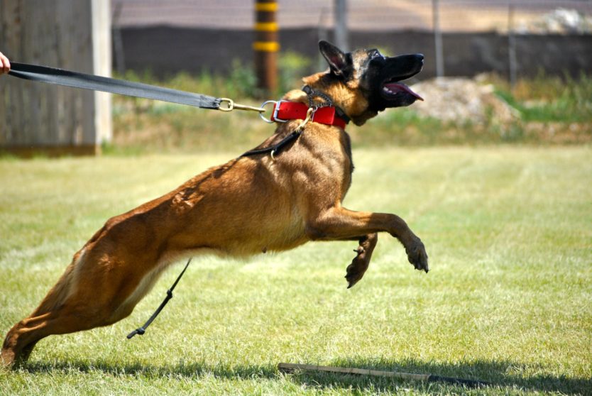 Life Lessons Learned From an Attack Dog