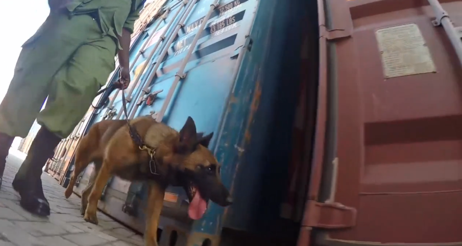 Watch: Animals protecting animals, US Agents and K9s deter drug and ivory trafficking in Tanzania