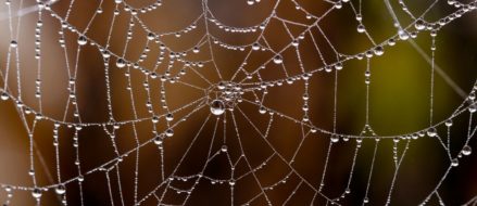 The Army is testing body armor made from genetically engineered spider silk