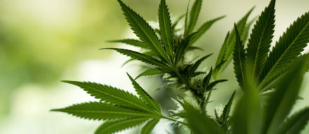 American Legion throws weight behind marijuana research