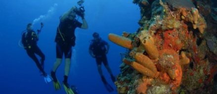 Military Veterans Are Helping To Save Coral Reefs By Combating Climate Change