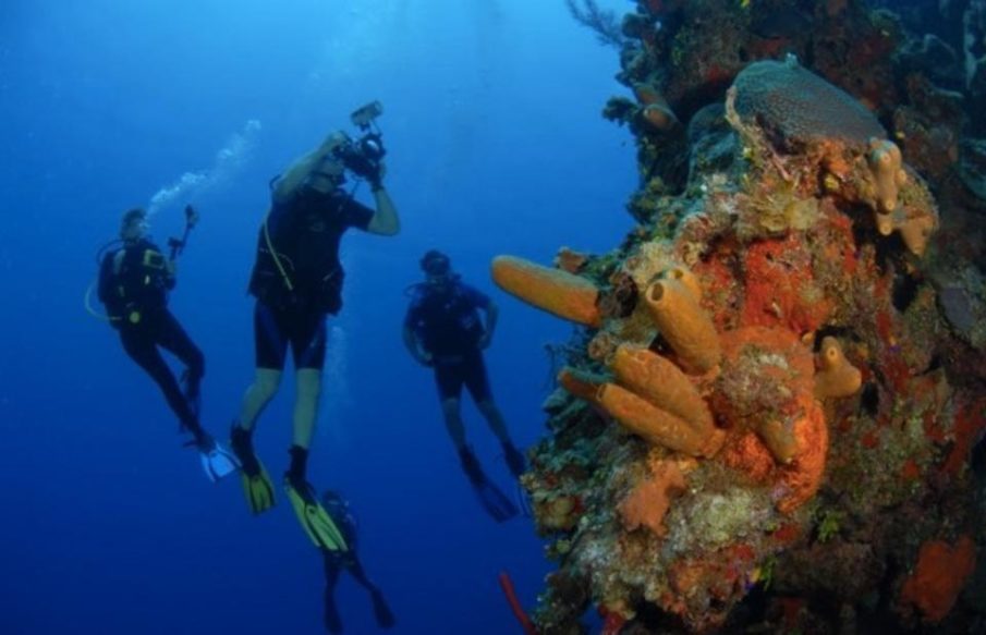 Military Veterans Are Helping To Save Coral Reefs By Combating Climate Change