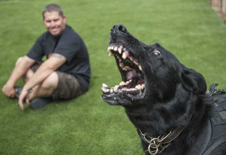 off3eo-low-res-01-bombdog-1018-ms