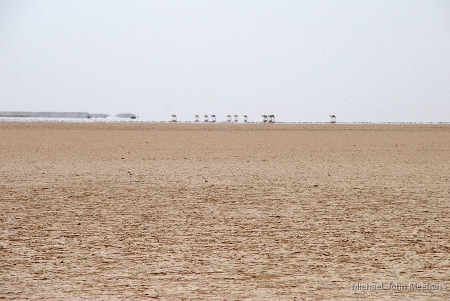 What drove a Jordanian guard to shoot US military personnel?