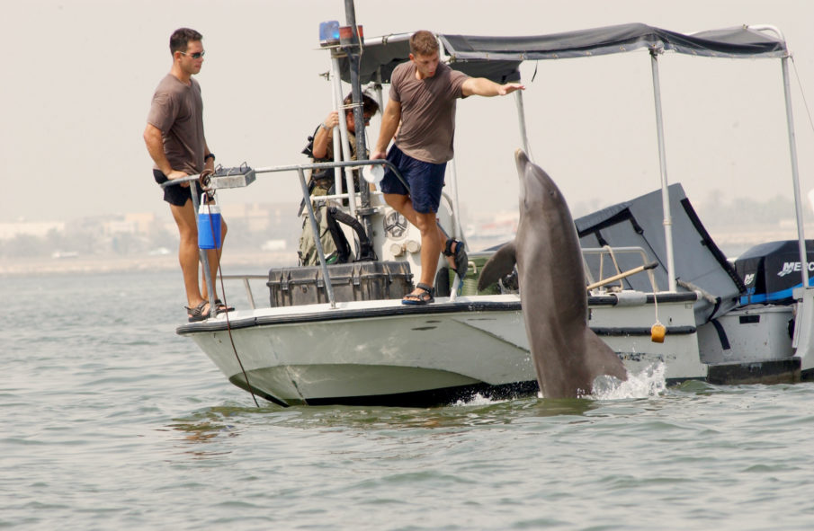 US-trained dolphins to help locate Mexico’s vaquita porpoise