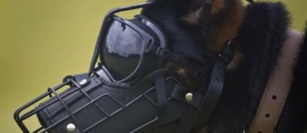 Watch: Release the Dogs of War