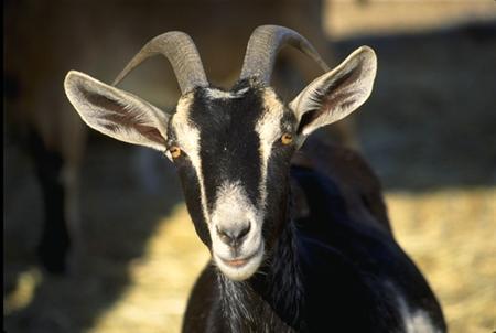 Live animals used in military medical training “Goat Lab” under fire from Congress