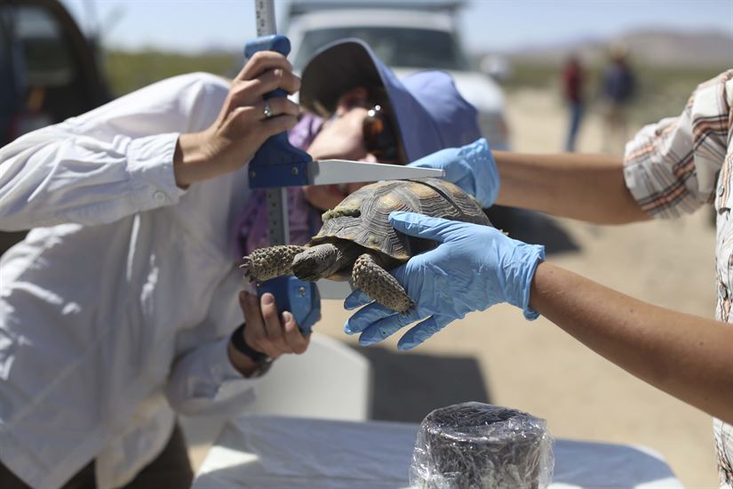 OP-Ed: The Marine Corps is relocating more than a thousand desert tortoises, and I hate every one of them