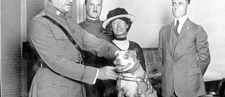 Sergeant Stubby: Original dog of war