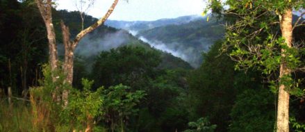 Templar jungle training | Advanced jungle tactics and survival wisdom