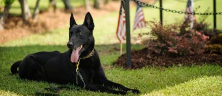 Airborne & Special Operations Museum to honor K-9 Warriors