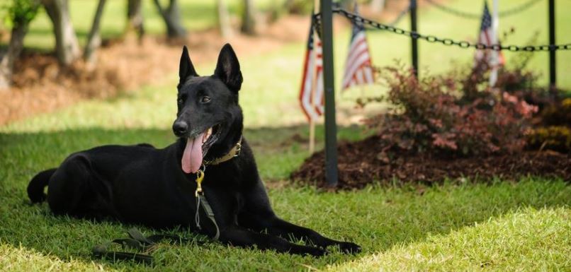 Airborne & Special Operations Museum to honor K-9 Warriors