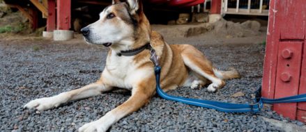 A Leash & Collar That Improves Dog Training