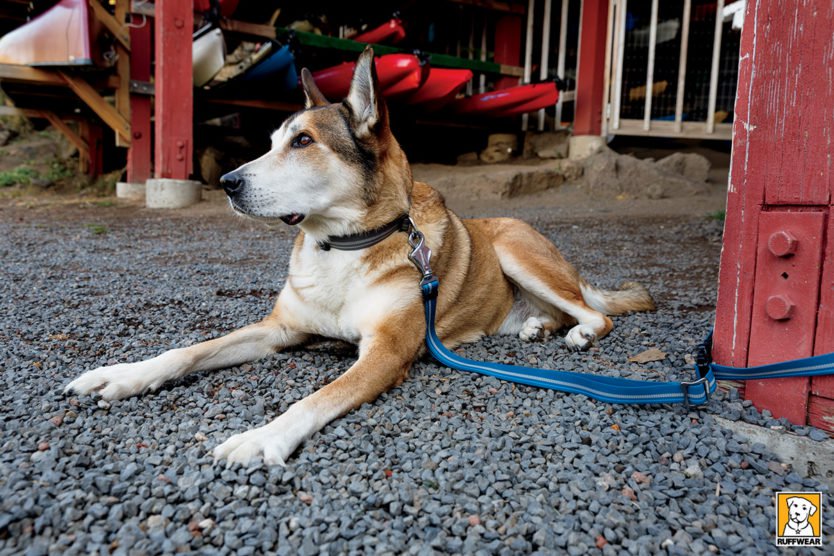 A Leash & Collar That Improves Dog Training