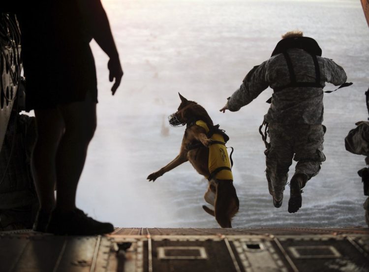 ‘Dogs of War’ Getting Increasingly Harder to Come By