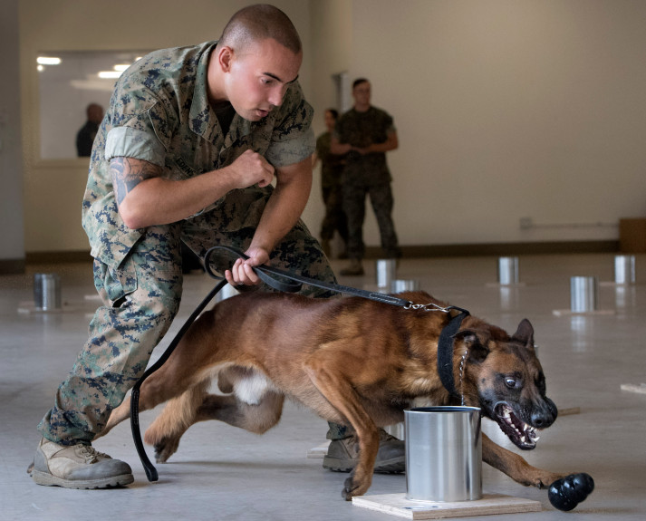 Agencies from across the U.S. train K-9s at Camp Pendleton to identify explosive threats