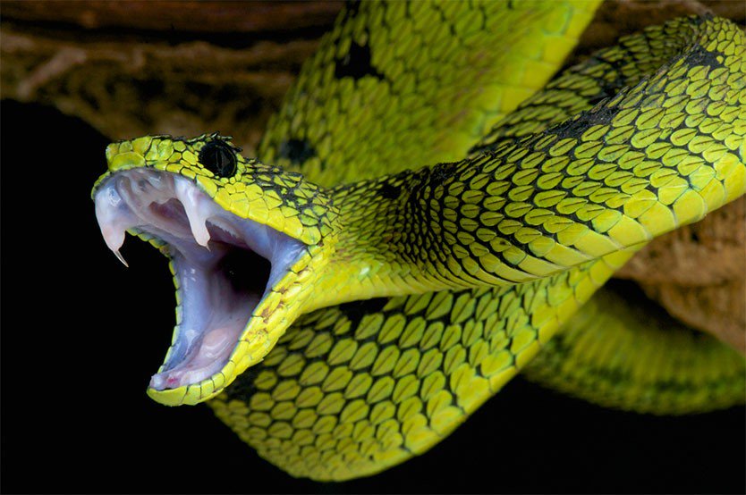 Essential Guidelines For Surviving Snake Bites