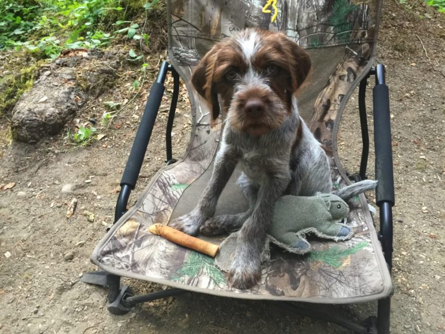 Are you prepared to save your dog?