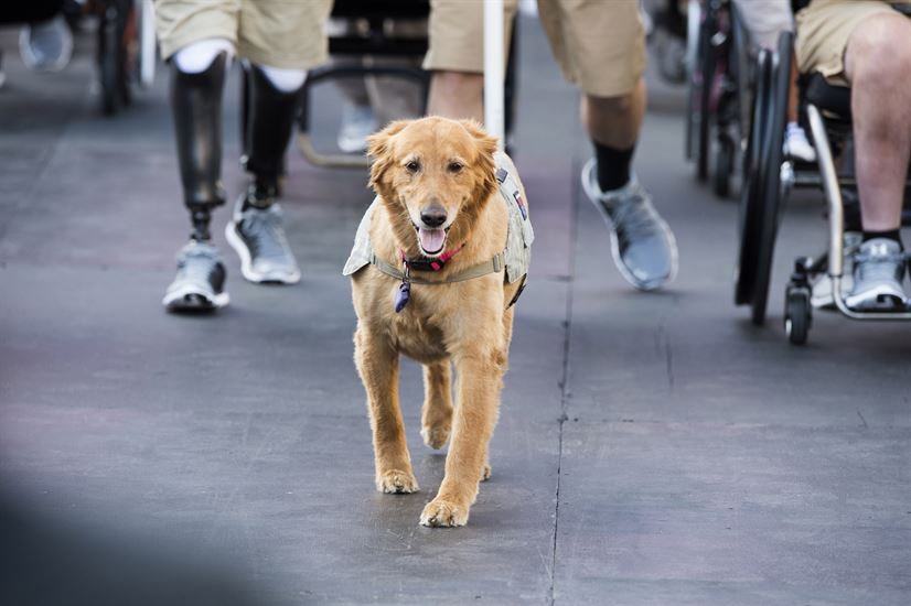 How to act around service dogs
