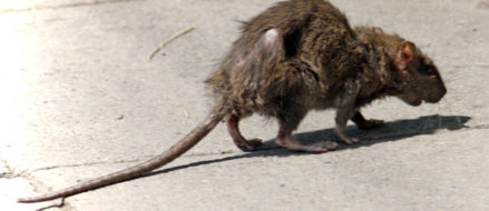 Dead rats and frogs discovered in Camp Pendleton water supply