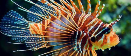 Watch Glock Fishing for the deadly Lionfish