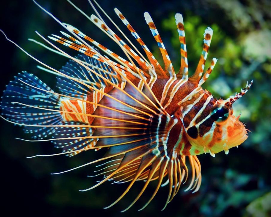 Watch Glock Fishing for the deadly Lionfish