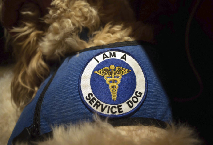 If you have a service dog and don’t need one, you’re hurting the service dog industry