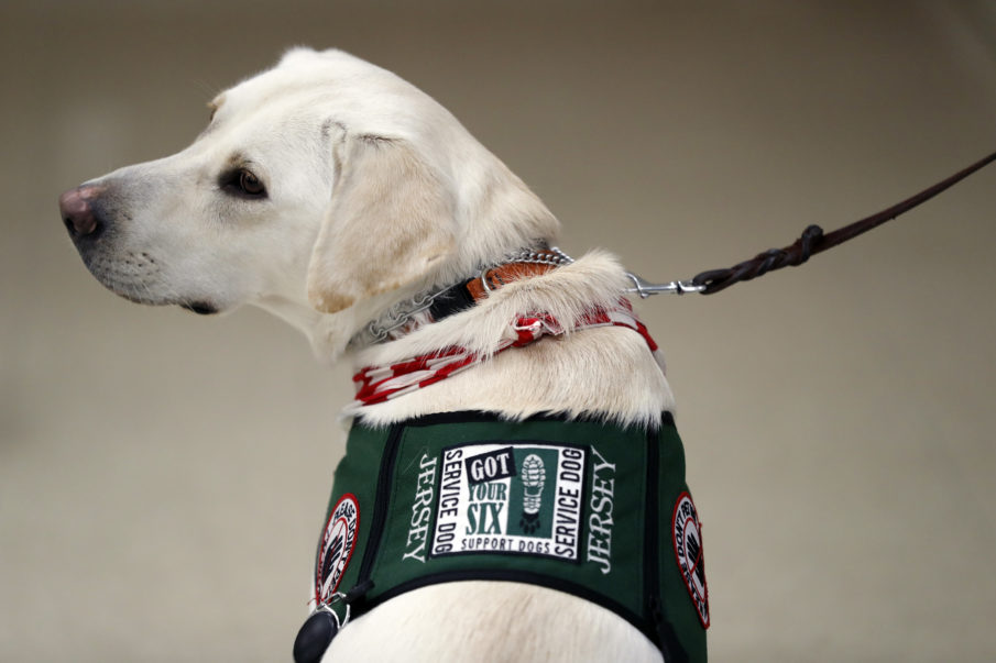 Delta Air Lines announces stricter policy to combat fake service animals