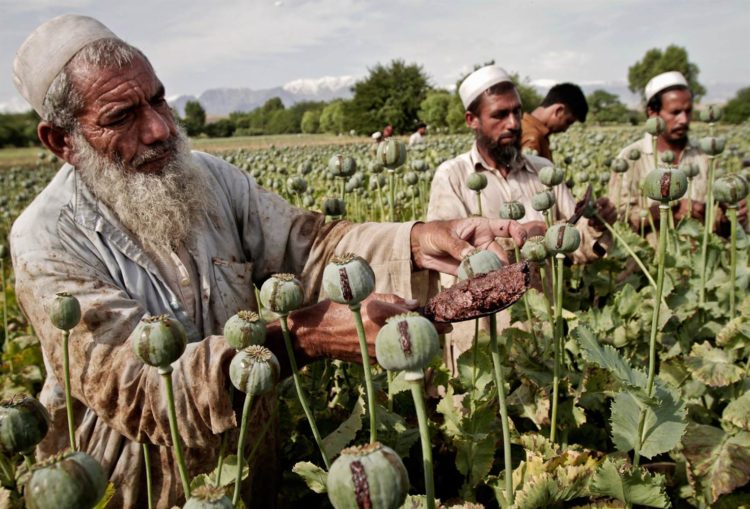 Why the US Lost the Drug War Vs the Taliban