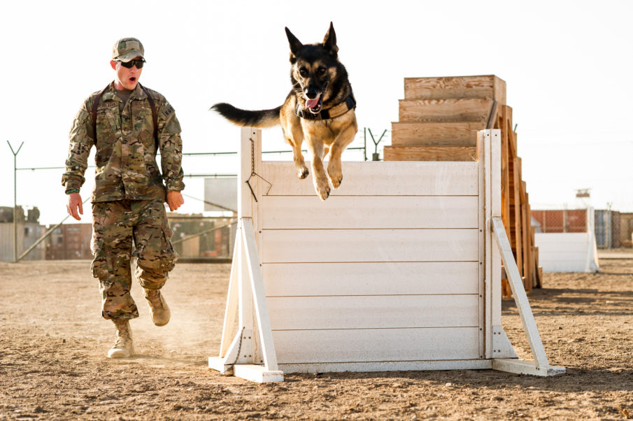 Therapy, clarity and training dogs