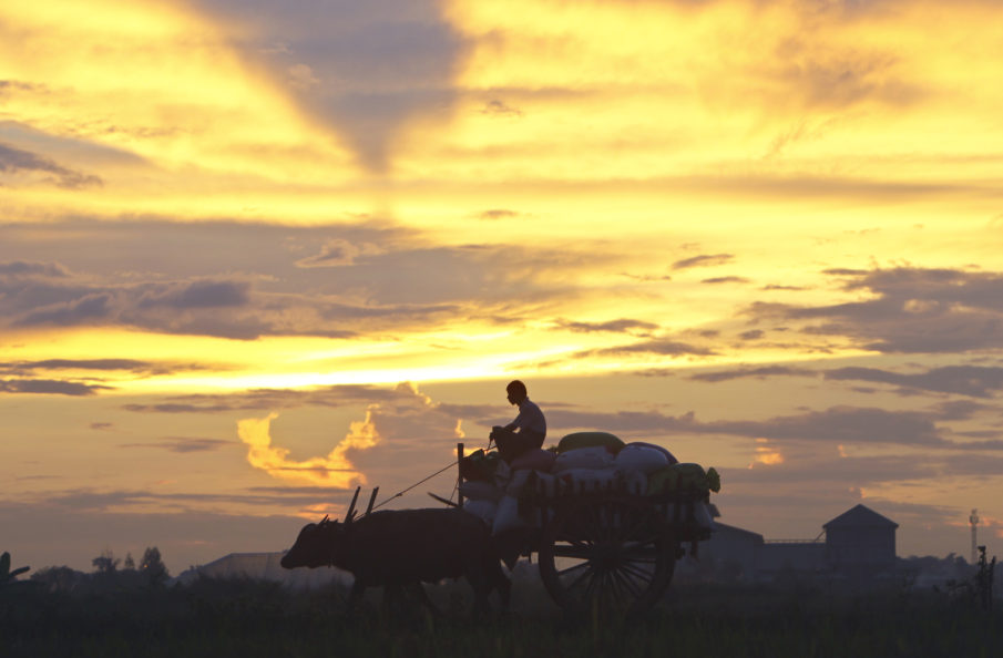 Burmese government doesn’t know what to do with vacant Rohingya farmland
