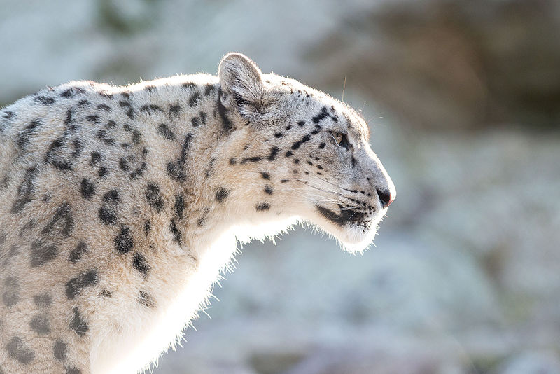 A quiet power: The time I saw a wild snow leopard in Pakistan