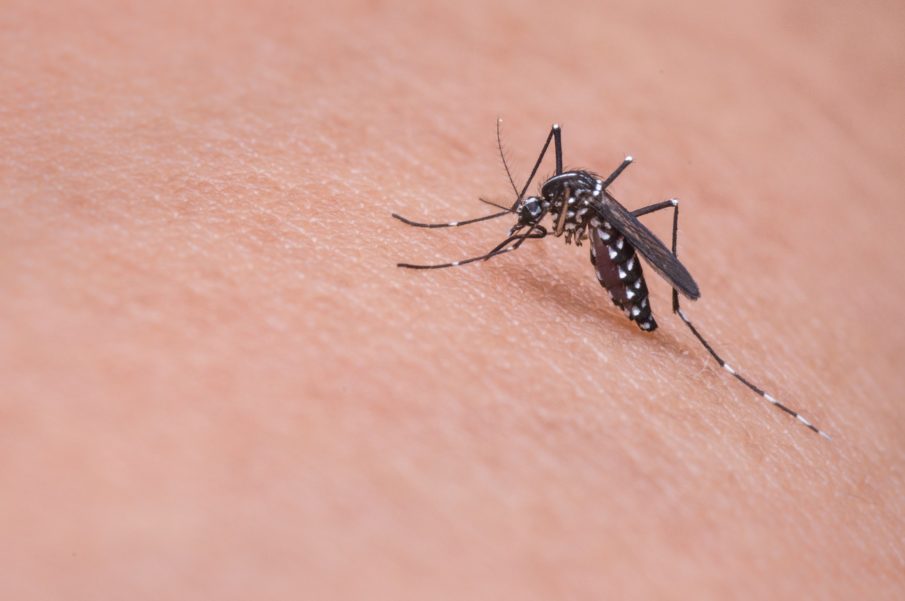 Bill Gates puts $4 million into genetically modifying mosquitoes and eradicating malaria