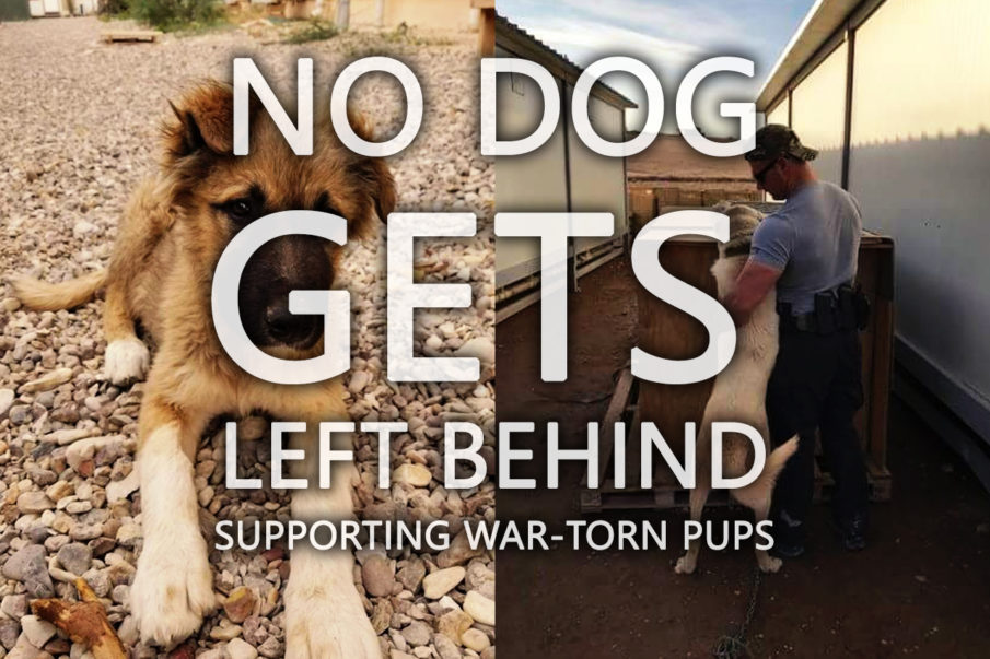 Non-profit reunites dogs and service members who met overseas