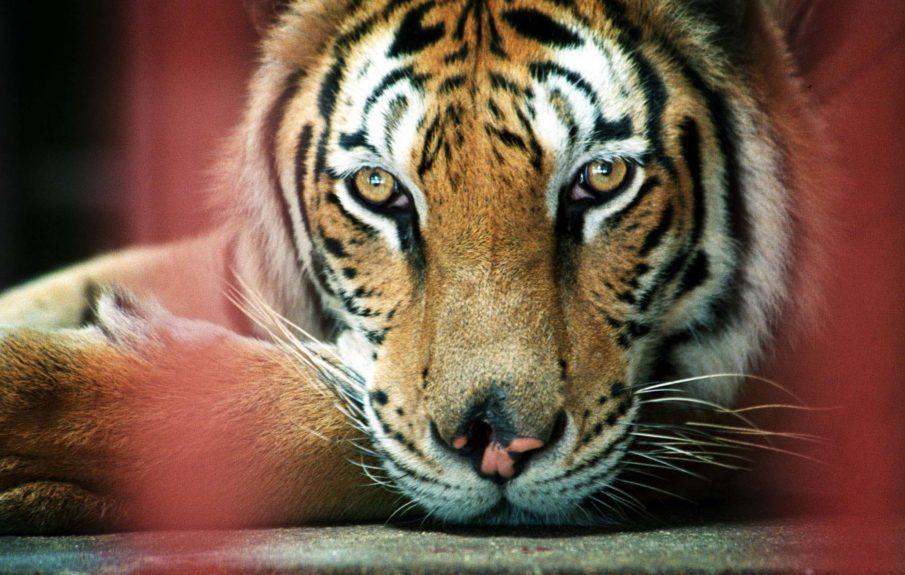Violence in Myanmar rises, tiger population plummets