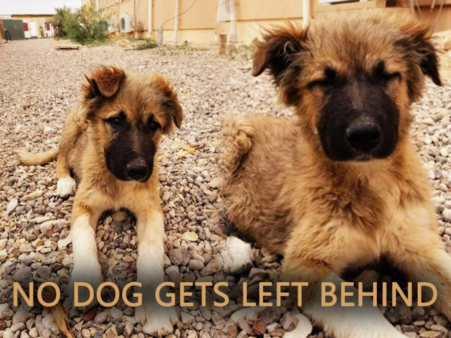 Rescuing Arlo: Bringing a dog from an Iraq deployment home to the US