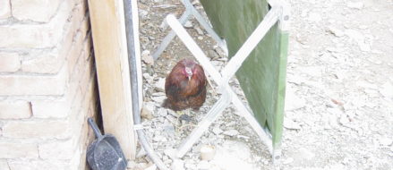 Reader Submission: Chicken AF in Afghanistan