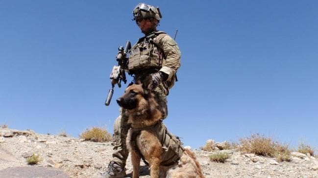 Courage under fire: SAS dog posthumously receives Victoria Cross equivalent