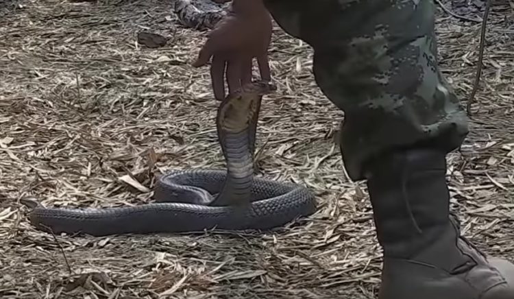 Watch: Thai soldiers demonstrate how to subdue a cobra barehanded in jungle survival course