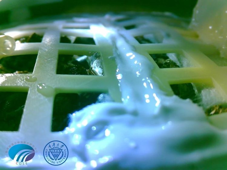 The Pic of the Day: China’s Moon sprouts only lasted a day