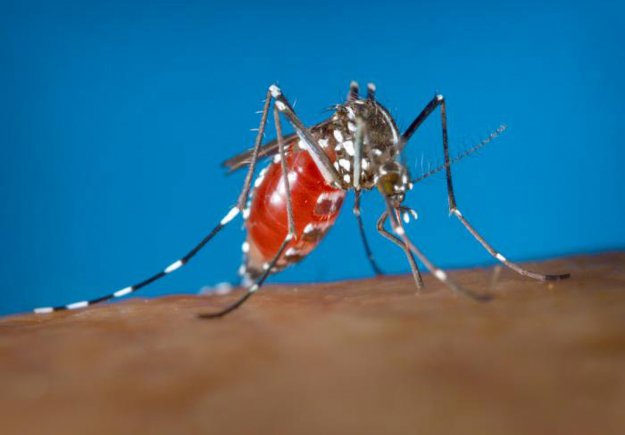 Intentional extinction? Scientists experiment with eliminating mosquitoes to combat disease