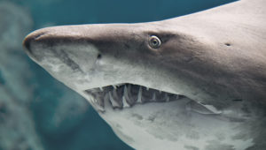 No sh*t, there I was: The time a US Army combat diver nearly became shark food