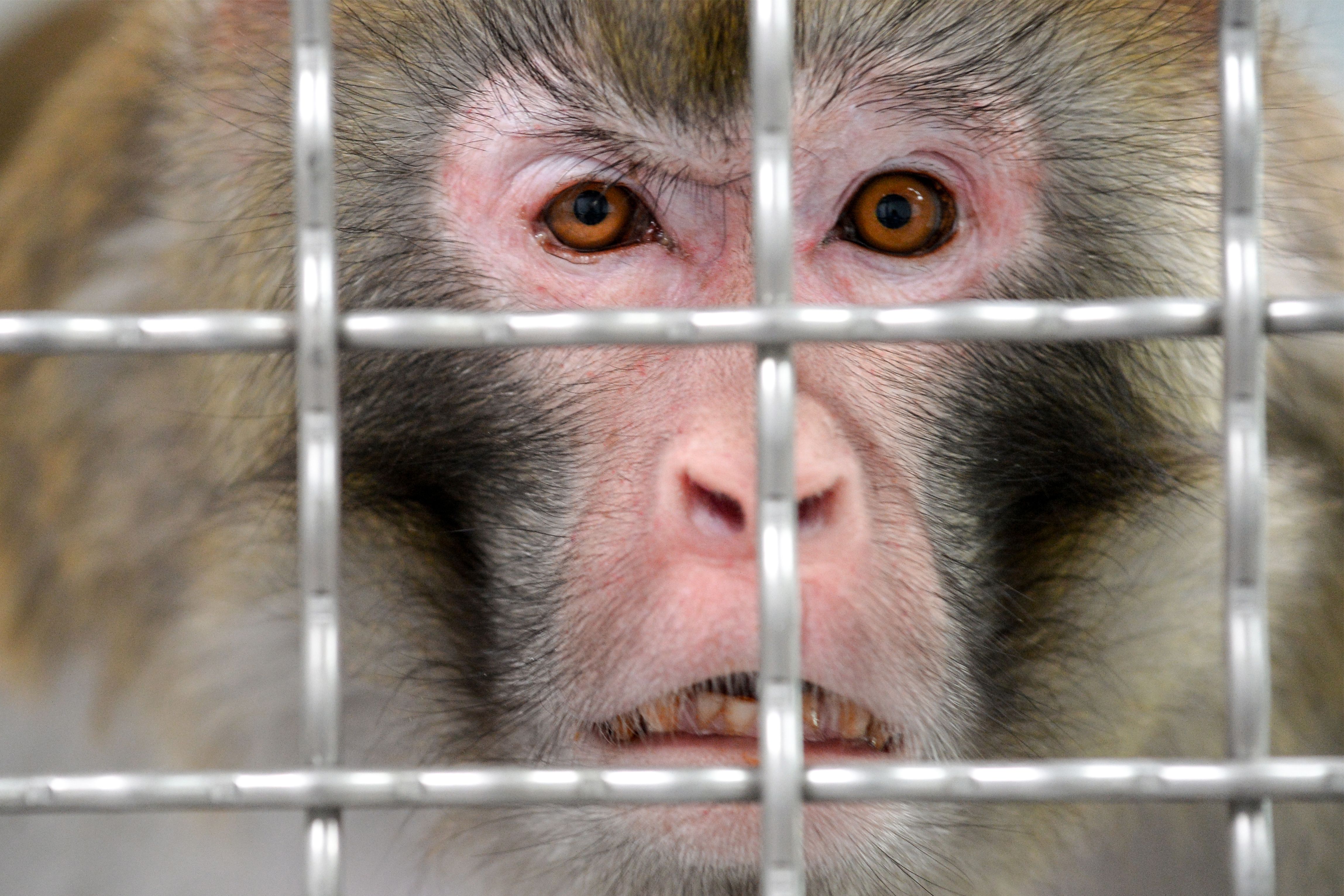 First Step Toward ‘Planet Of The Apes’? China Creates ‘smarter’ Monkeys ...