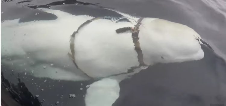 Crazy or possible? Norwegian institute claims beluga whale harassing Arctic boats is a Russian asset