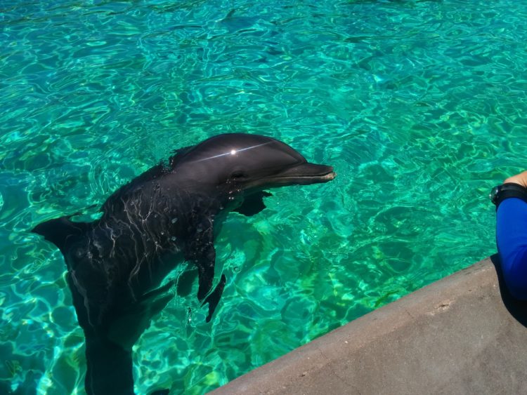 Sea World: Retirement home for the Navy’s dolphins