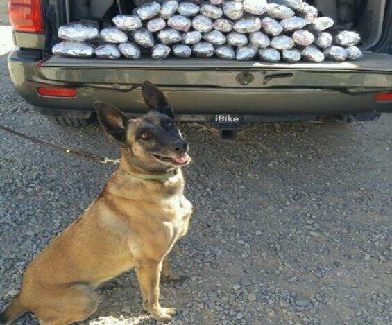 Pecky, a K-9 Belgian Malinois for the Border Patrol retires with honor