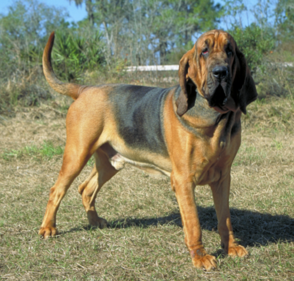 A hound of the type that was involved in the story that day.
