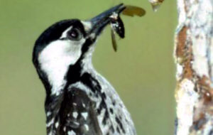 The venerable "Dick-Head" Red-Caucaded woodpecker in all it's orinthological wonder.