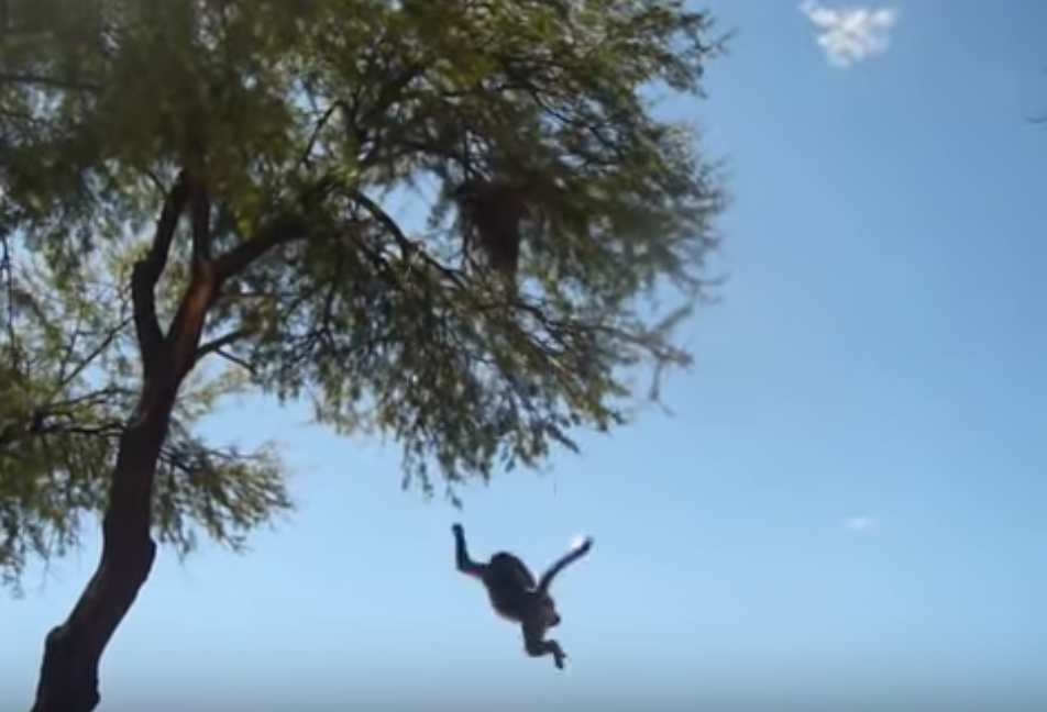Monkey falling from a tree
