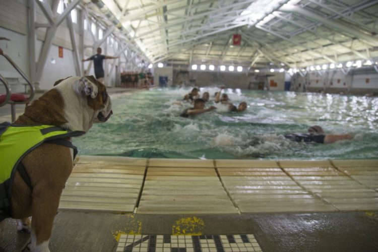 The Pic of the Day: Marines suffering under the gaze of a bulldog